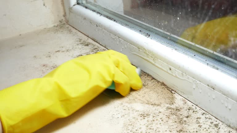 Best Mold Remediation for Vacation Homes  in Fort Morgan, CO